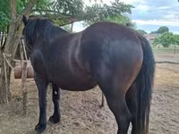 Mare, Horses — photo 7
