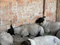 भेड़, White Suffolk sheep — फ़ोटो 1