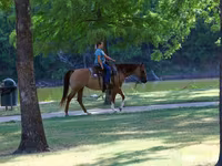 فرس, Quarter Horse — الصورة 8