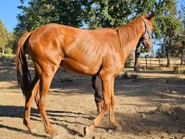 घोड़ी, Arabian horse
