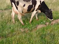 Vache, Hereford — photo 6
