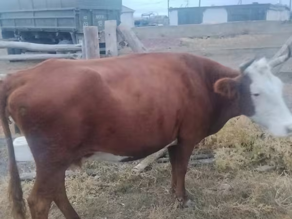 Vaca, Vaca kazaja de cabeza blanca
