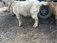 Cabra, Cabras — foto 1
