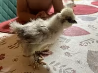 Silkie — foto 1