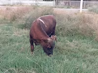 Krowa, Bydło — zdjęcie 4