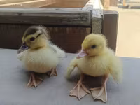 Ducks — Foto 1