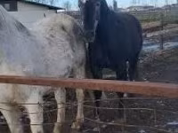 Cheval, Lipizzaner — photo 2