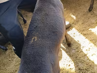 كبش, Kyrgyz Mountain merino sheep — الصورة 5