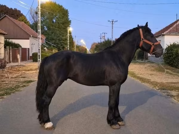 घोड़ा, Friesian