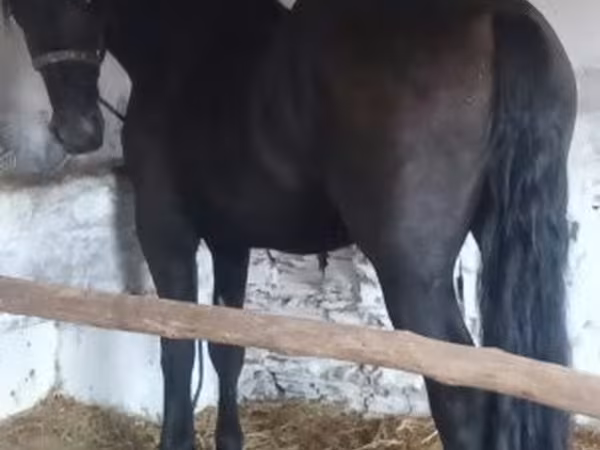Hengst, Friesian
