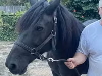 Jument, Hucul pony — photo 2