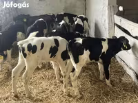 Býk, Russian Black pied cattle — foto 2