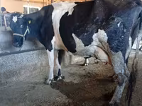 Vache, Race Alatauskaya — photo 5