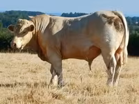 Toro, Charolais cattle — foto 2