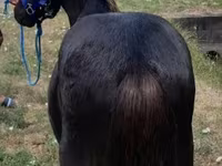 Cheval, Dutch warmblood horse — photo 3