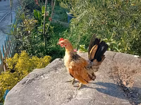 Serama — Foto 3