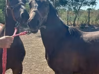 Kobyła, Nonius horse — zdjęcie 7