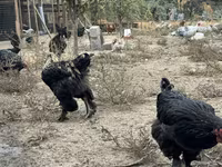 Chickens — Foto 2