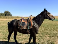حصان, Karachay horse — الصورة 3
