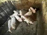 मादा सूअर, Ландрас — फ़ोटो 2
