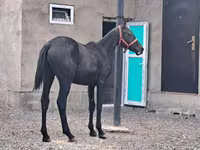Hengst, Thoroughbred horse — Foto 3