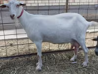 Koza, Saanen goat — zdjęcie 1