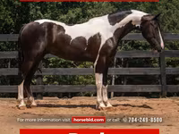 公马, Friesian — 照片 1