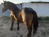 Mare, Hungarian horse breed — photo 2