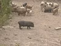 Boar, Pigs — photo 1