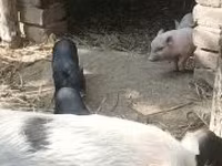 सूअर (लॉट, लिंग निर्दिष्ट नहीं) — फ़ोटो 4