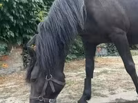 Klisna, Hucul pony — foto 4