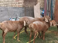भेड़, Arashan sheep — फ़ोटो 3