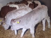 Taureau, Simmental cattle — photo 5