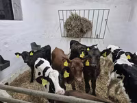 Touro, Russian Black pied cattle — foto 4