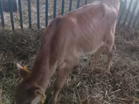 सांड, मवेशी — फ़ोटो 3