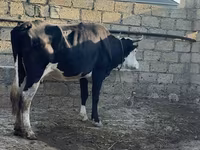 母牛, Red-spotted breed — 照片 3