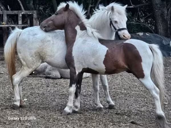 雌馬, Welsh Mountain Pony