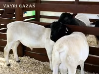 كبش, Suffolk sheep — الصورة 8