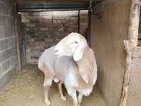 公羊, Arashan sheep — 照片 3