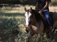 Klisna, Quarter Horse — foto 6