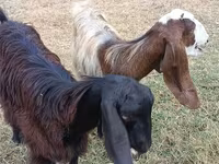 Cabra, Damask goat — foto 2