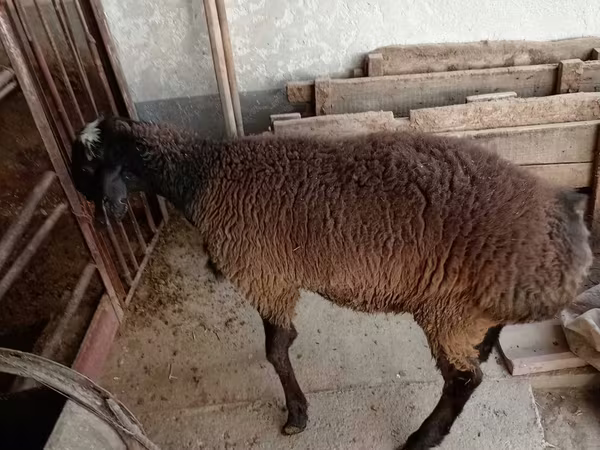 Ram, Blackheaded Persian sheep