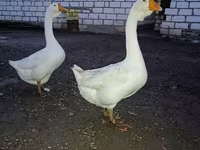 Geese — photo 2