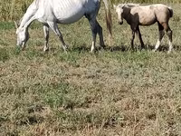Klisna, Percheron — foto 1