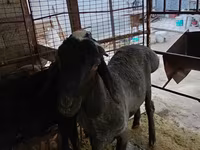 Ram, Blackheaded Persian sheep — photo 4