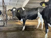 Vache, Race Holstein — photo 8