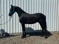 Cheval, Friesian — photo 4