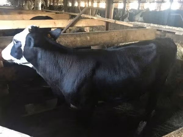 Vaca, Yaroslavl cattle