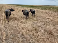 Cow, African Buffalo — photo 4