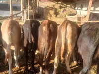 गाय, ब्राउन-माउंटेन — फ़ोटो 4